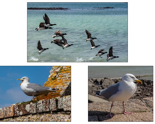 Birds-2023