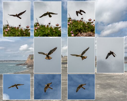 Birds-2024-1