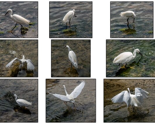 Birds-2024-2