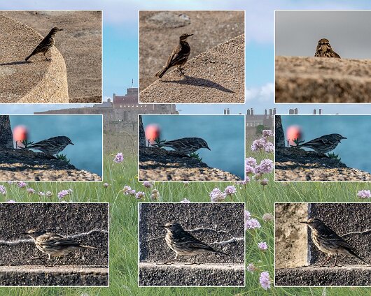Birds-2024-3