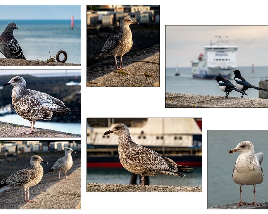 Birds-2025