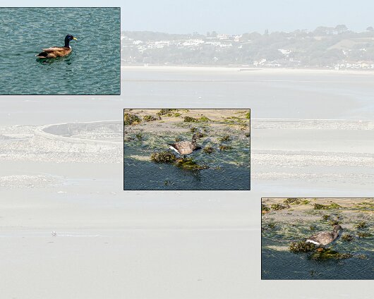 Birds-2026