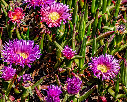 Flowers-2026