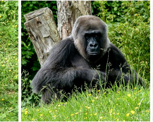 Jersey-Zoo-2018-6-2
