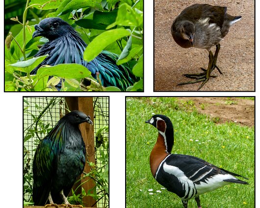 Jersey-Zoo-2018-6-4