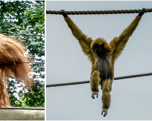 Jersey-Zoo-2018-6-5