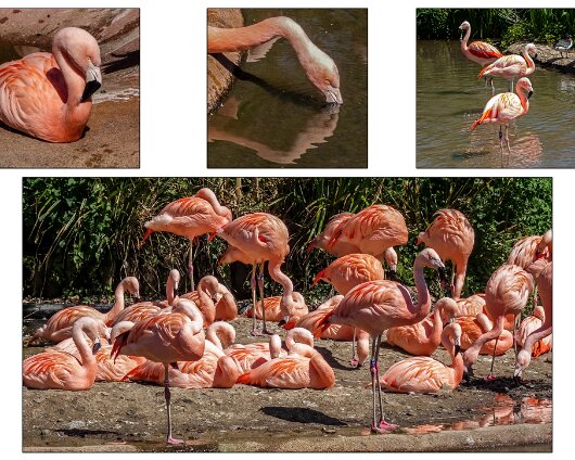 Jersey-Zoo-2023-3