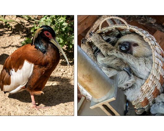 Jersey-Zoo-2023-5