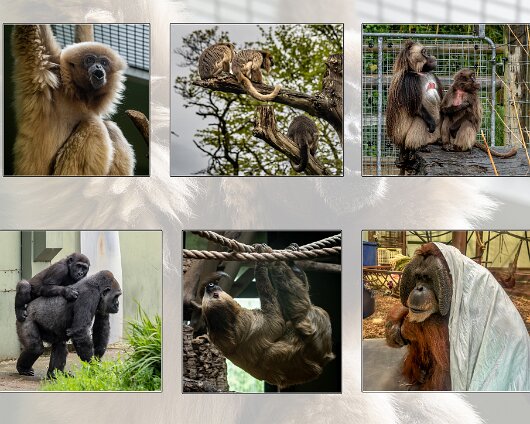 Jersey-Zoo-2024-1