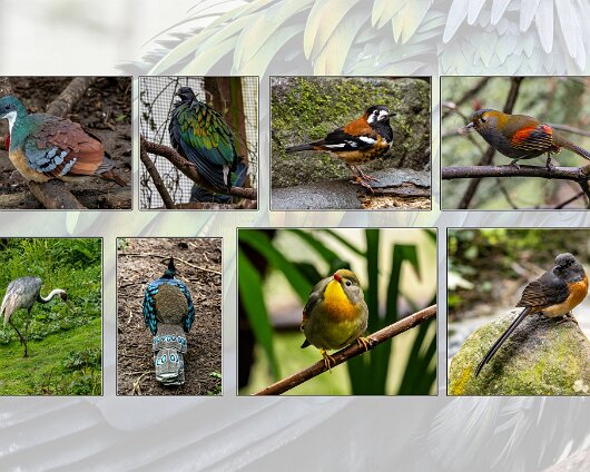 Jersey-Zoo-2024