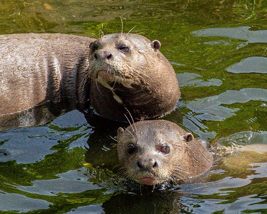 Jersey-Zoo-2025-1