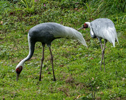 Jersey-Zoo-2025-2