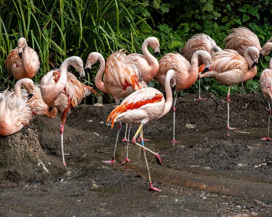 Jersey-Zoo-2025-4