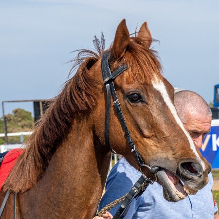 Horse-Racing