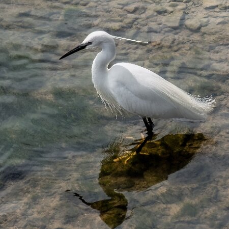 Wildlife