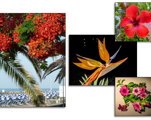 Tenerife-South-Flowers