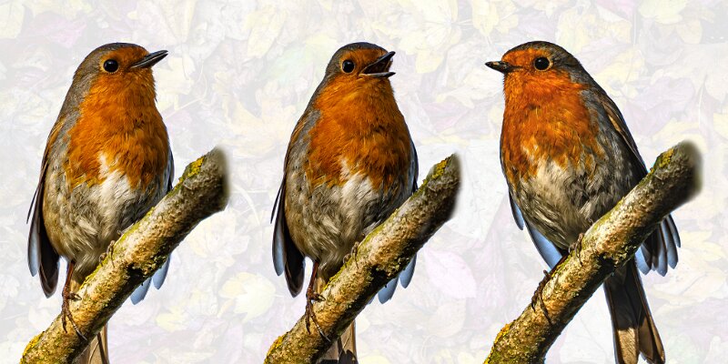 Birds-Robin-2