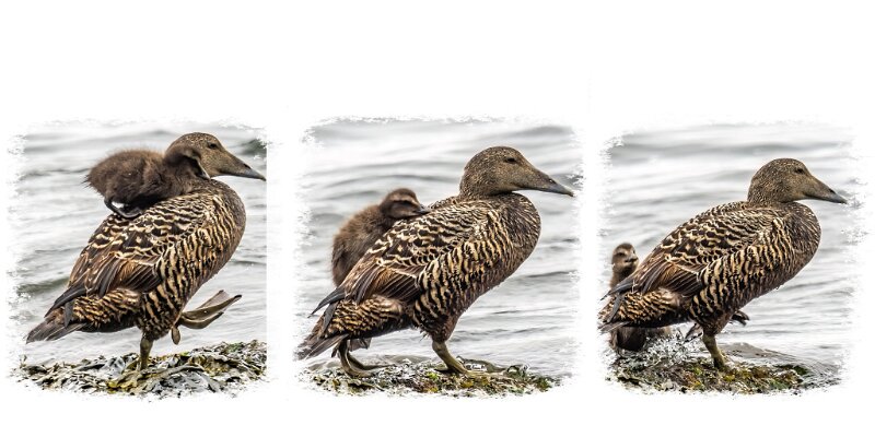 Eider-Duck