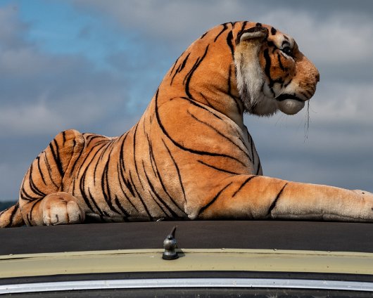 Fife-Vintage-Car-Rally-2022-08-28-19