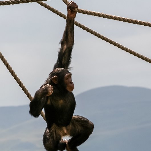 Chimpanzee-2005-07-15-1-2005-07-15