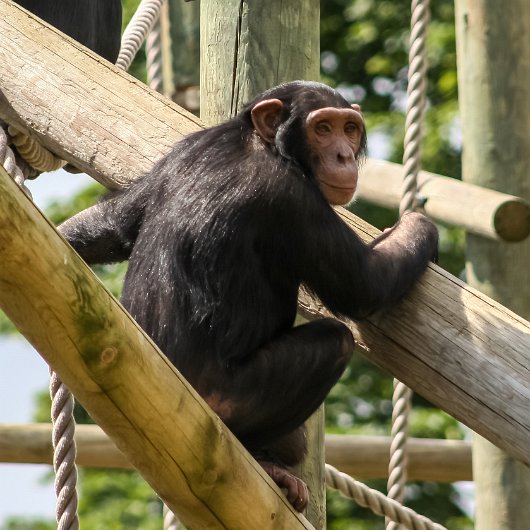 Chimpanzee-2005-07-15-2005-07-15