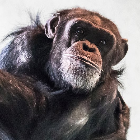 Chimpanzee-2018-03-29-2-2018-03-29