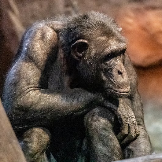 Chimpanzee-2018-03-29-2018-03-29