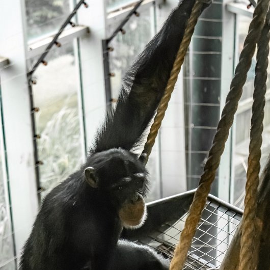 Chimpanzee-2023-06-08-4-2023-06-08