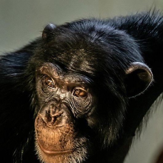 Chimpanzee-2023-06-08-5-2023-06-08
