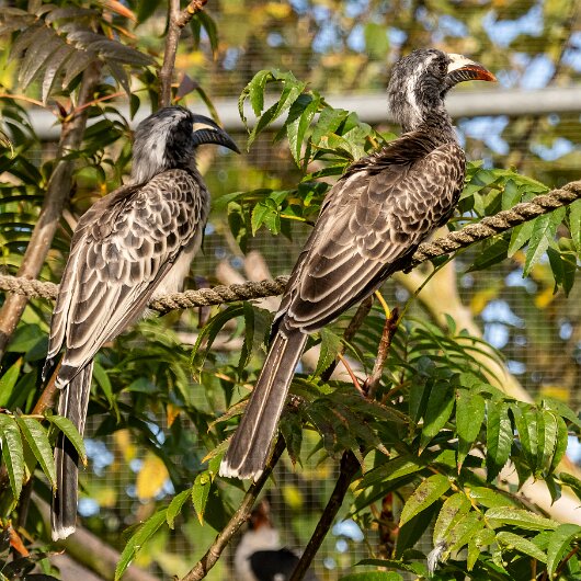 African-Grey-Hornbill-2023-10-16-2