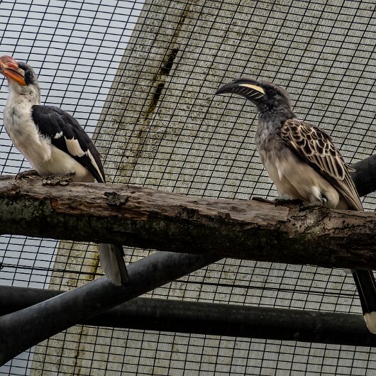 African-Grey-Hornbill-2024-09-03-1