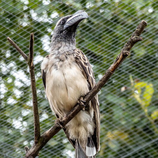 African-Grey-Hornbill-2024-09-03-6