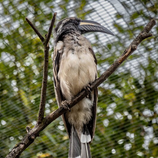 African-Grey-Hornbill-2024-09-03-8