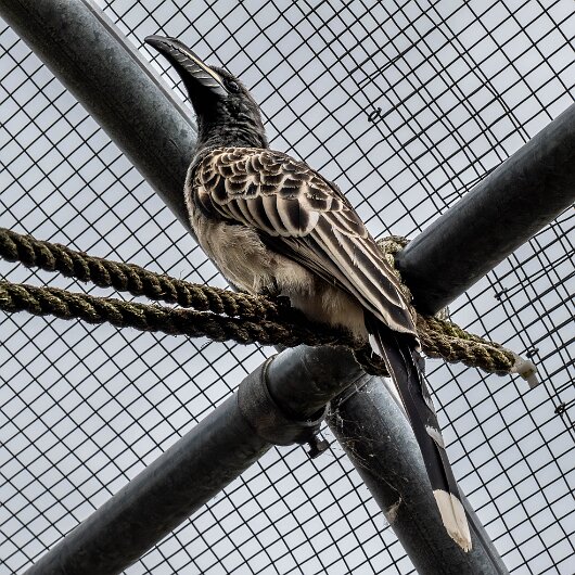 African-Grey-Hornbill-2024-09-03-9