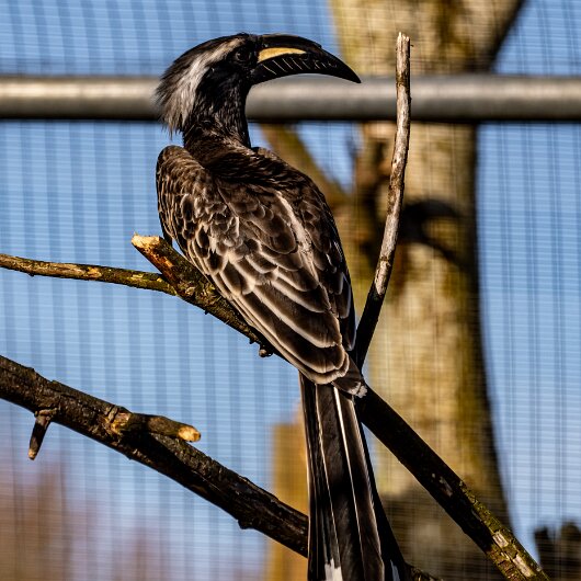 African-Grey-Hornbill-2025-02-27-1