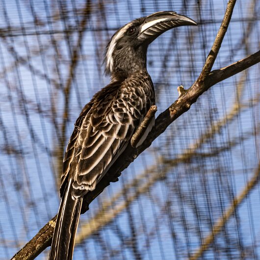 African-Grey-Hornbill-2025-02-27-2