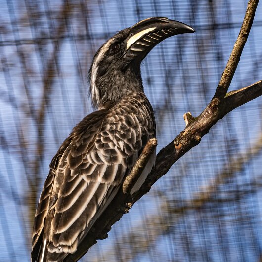 African-Grey-Hornbill-2025-02-27-3