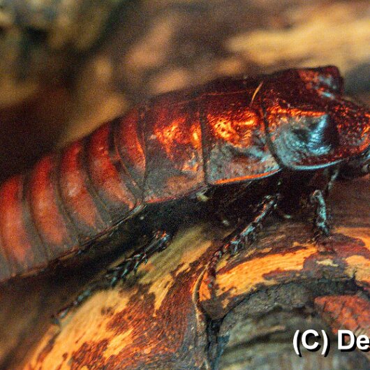 Madagascar-Hissing-Cockroach-2025-05-28-2