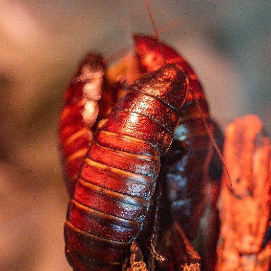 Madagascar-Hissing-Cockroach-2025-05-28