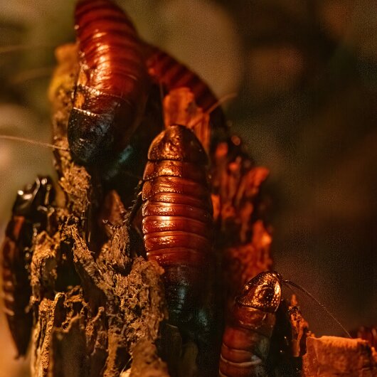 Madagascar-Hissing-Cockroach-2025-07-07-1