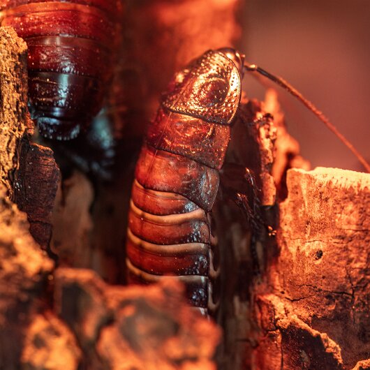 Madagascar-Hissing-Cockroach-2025-07-07-4
