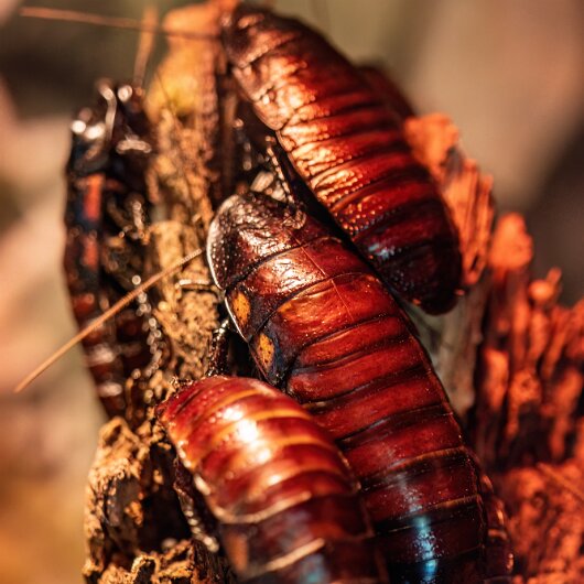 Madagascar-Hissing-Cockroach-2025-07-07-5