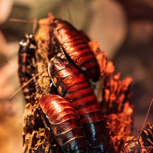Madagascar-Hissing-Cockroach-2025-07-07-6