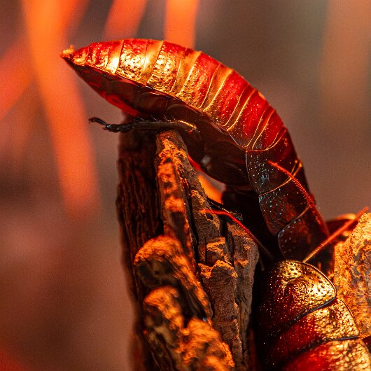 Madagascar-Hissing-Cockroach-2026-09-04-2