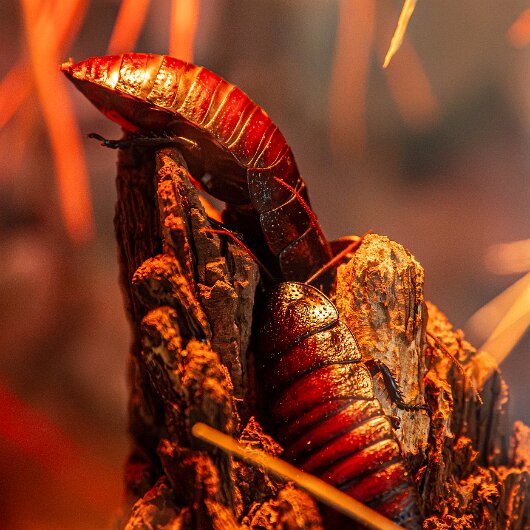 Madagascar-Hissing-Cockroach-2026-09-04-3