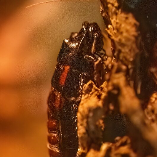 Madagascar-Hissing-Cockroach-207-07-07-2