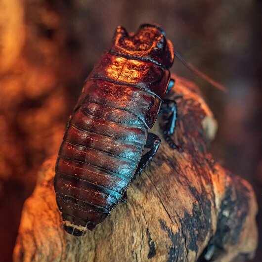 Madagascar-Hissing-Cockroach-207-07-07-3