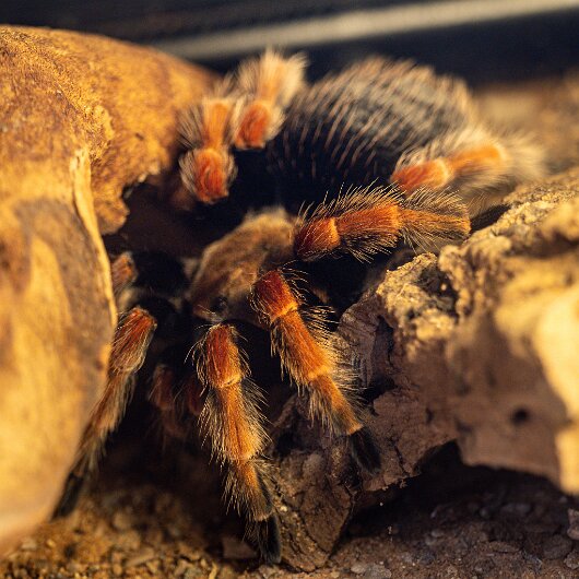 Mexican-Fireleg-Tarantula-2025-05-28-1