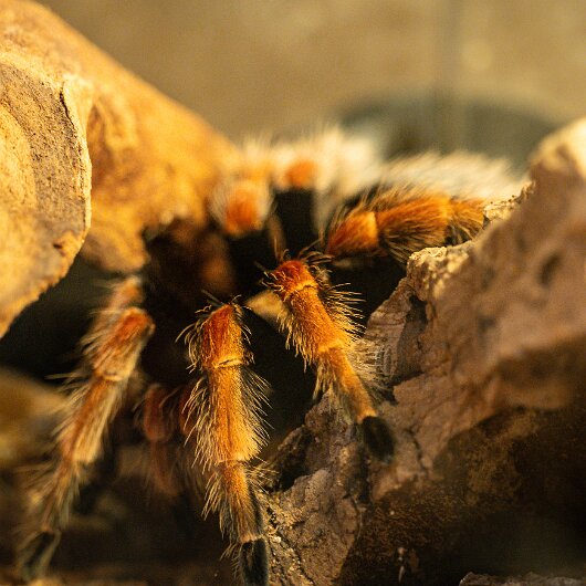 Mexican-Fireleg-Tarantula-2025-05-28-2