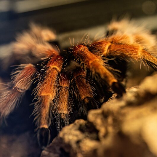 Mexican-Fireleg-Tarantula-2025-07-07-1